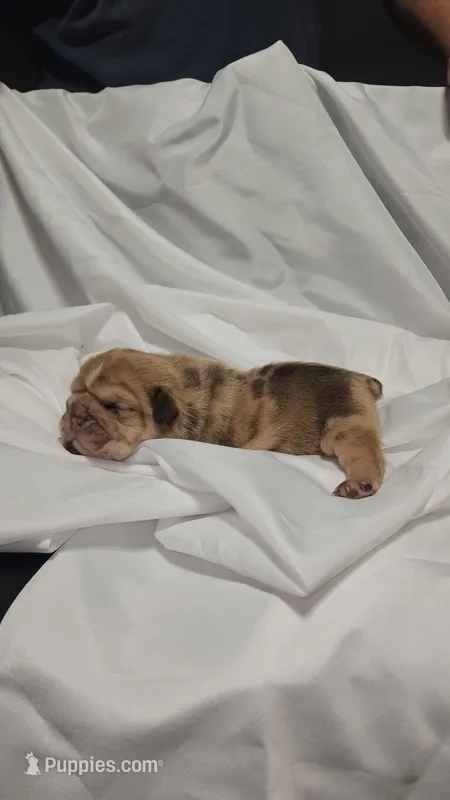 Gordo – English Bulldog puppy for sale in Palm Springs, CA