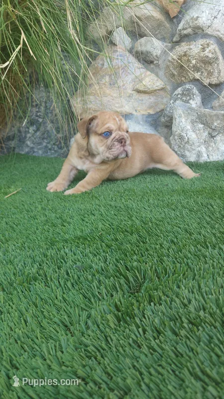 Gordo – English Bulldog puppy for sale in Palm Springs, CA