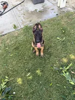Eve, a female Belgian Malinois for sale in Palm Springs, CA – 3 of 3