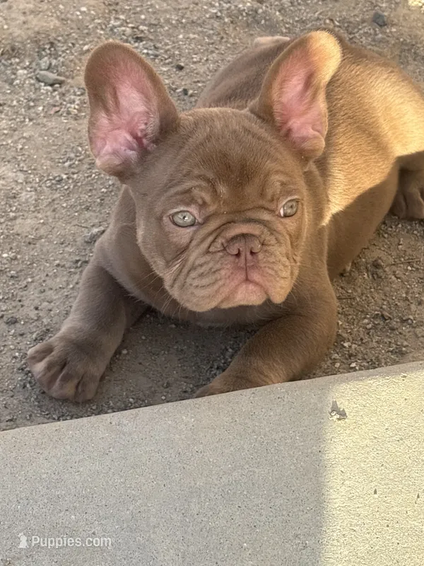 Kim – French Bulldog puppy for sale in Palm Springs, CA