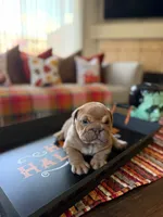 Meatball , a male English Bulldog for sale in Palm Springs, CA – 2 of 4