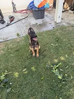Eve, a female Belgian Malinois for sale in Palm Springs, CA – 2 of 3