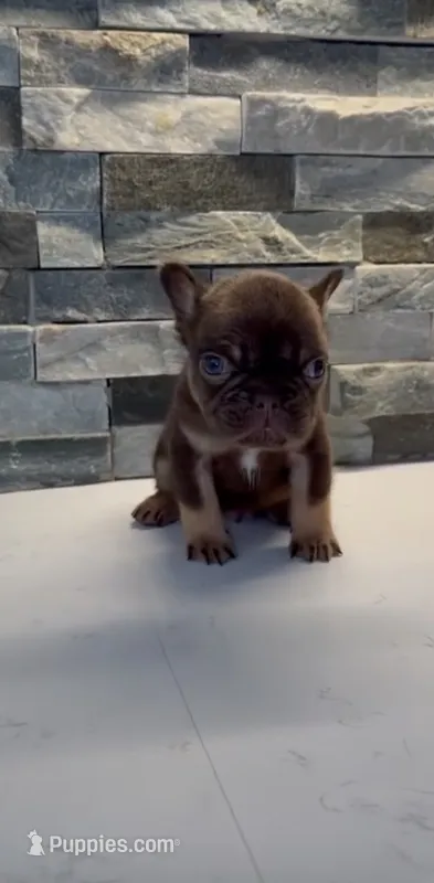 Charmander – French Bulldog puppy for sale in Palm Springs, CA