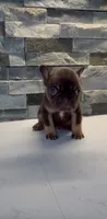Charmander, a male French Bulldog for sale in Palm Springs, CA – 1 of 1