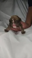 Princess Fiona , a female English Bulldog for sale in Palm Springs, CA – 3 of 4