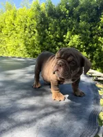 Bowser , a male English Bulldog for sale in Palm Springs, CA – 5 of 5