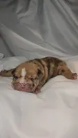 Bentley, a male English Bulldog for sale in Palm Springs, CA – 3 of 5