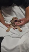 Gordo, a male English Bulldog for sale in Palm Springs, CA – 4 of 5