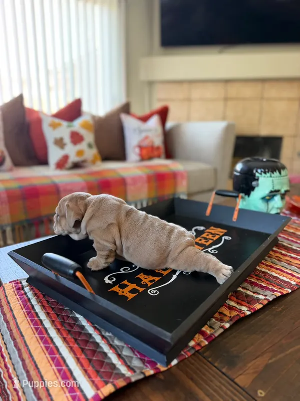 Meatball  – English Bulldog puppy for sale in Palm Springs, CA