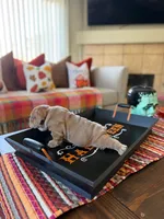 Meatball , a male English Bulldog for sale in Palm Springs, CA – 1 of 4