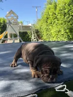 Bowser , a male English Bulldog for sale in Palm Springs, CA – 3 of 5