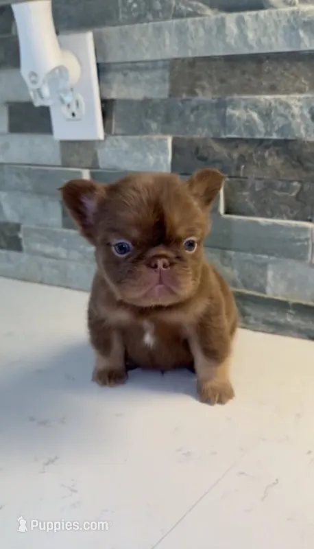 Pikachu – French Bulldog puppy for sale in Palm Springs, CA