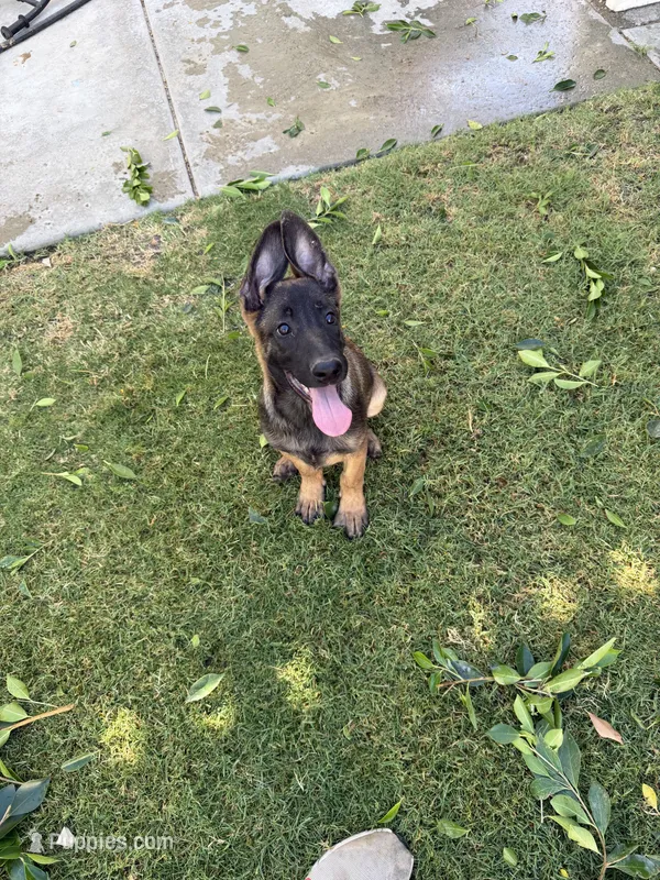 Eve – Belgian Malinois puppy for sale in Palm Springs, CA