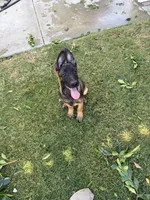 Eve, a female Belgian Malinois for sale in Palm Springs, CA – 1 of 3