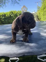 Bowser , a male English Bulldog for sale in Palm Springs, CA – 4 of 5