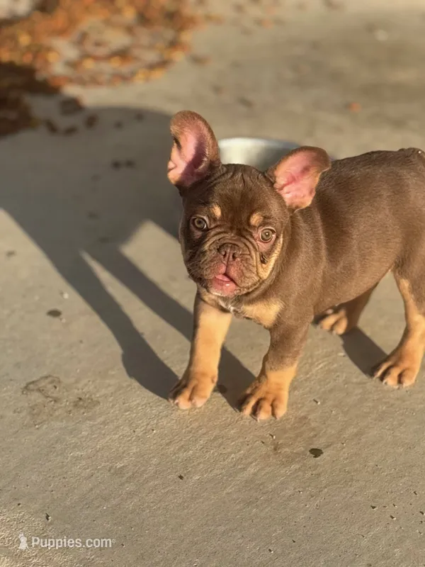 Roxy – French Bulldog puppy for sale in Palm Springs, CA