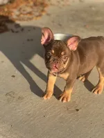 Roxy, a female French Bulldog for sale in Palm Springs, CA – 1 of 1
