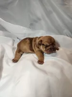 Charlie Brown, a male English Bulldog for sale in Palm Springs, CA – 2 of 5