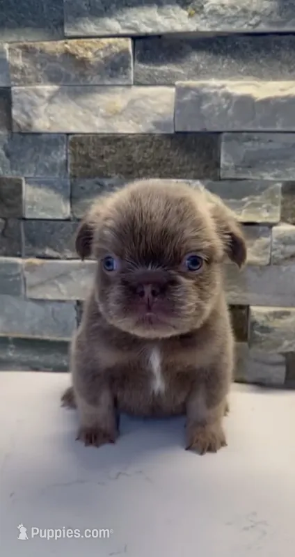 Snorlax  – French Bulldog puppy for sale in Palm Springs, CA