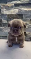 Snorlax , a male French Bulldog for sale in Palm Springs, CA – 1 of 1