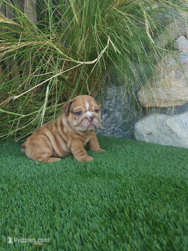 Bentley – English Bulldog puppy for sale in Palm Springs, CA