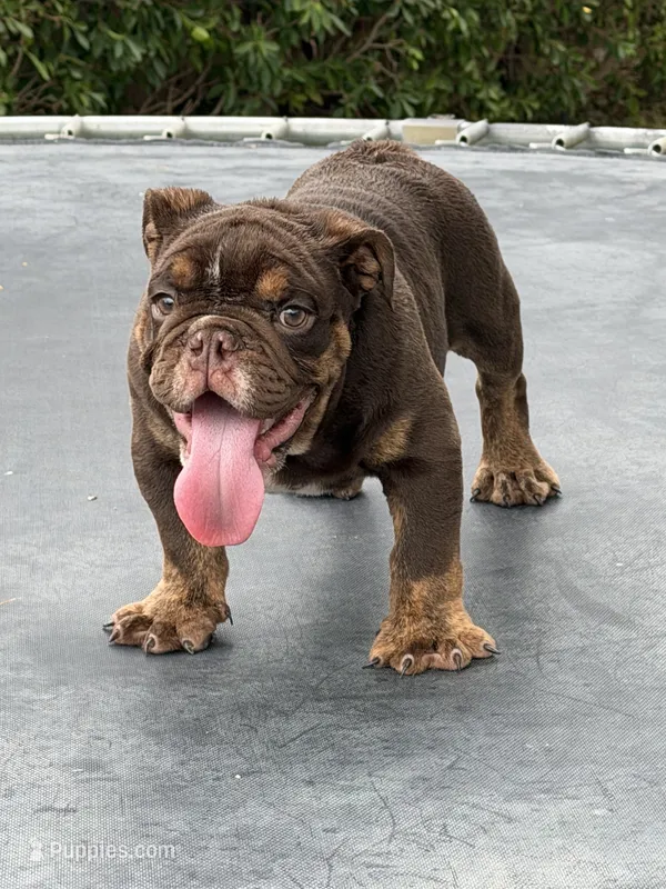 Bowser  – English Bulldog puppy for sale in Palm Springs, CA