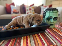 Meatball , a male English Bulldog for sale in Palm Springs, CA – 3 of 4