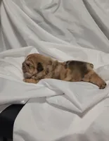 Gordo, a male English Bulldog for sale in Palm Springs, CA – 5 of 5