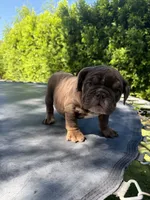 Bowser , a male English Bulldog for sale in Palm Springs, CA – 1 of 5