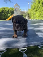 Bowser , a male English Bulldog for sale in Palm Springs, CA – 2 of 5