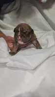 Princess Fiona , a female English Bulldog for sale in Palm Springs, CA – 4 of 4