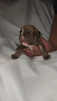 Princess Fiona , a female English Bulldog for sale in Palm Springs, CA – 2 of 4