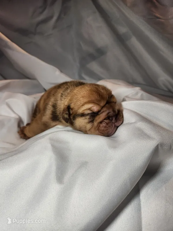 Charlie Brown – English Bulldog puppy for sale in Palm Springs, CA