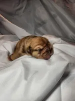 Charlie Brown, a male English Bulldog for sale in Palm Springs, CA – 1 of 5