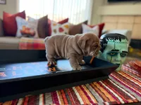 Meatball , a male English Bulldog for sale in Palm Springs, CA – 4 of 4