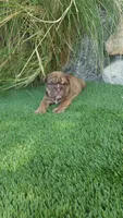 Princess Fiona , a female English Bulldog for sale in Palm Springs, CA – 4 of 4
