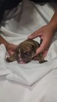 Princess Fiona , a female English Bulldog for sale in Palm Springs, CA – 1 of 4
