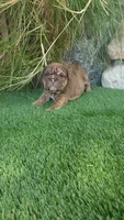 Princess Fiona , a female English Bulldog for sale in Palm Springs, CA – 2 of 4