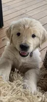 Purple Female, a female Golden Retriever and English Cream Golden Retriever for sale in Sevierville, TN – Photo 2 of 2