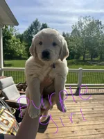 Purple Female, a female Golden Retriever and English Cream Golden Retriever for sale in Sevierville, TN – Photo 1 of 2
