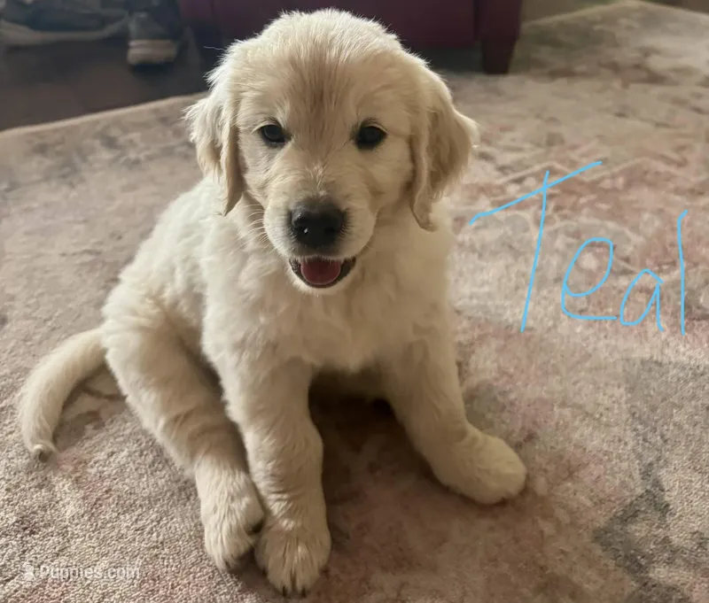 Teal Female – Golden Retriever, English Cream Golden Retriever puppy for sale in Sevierville, TN