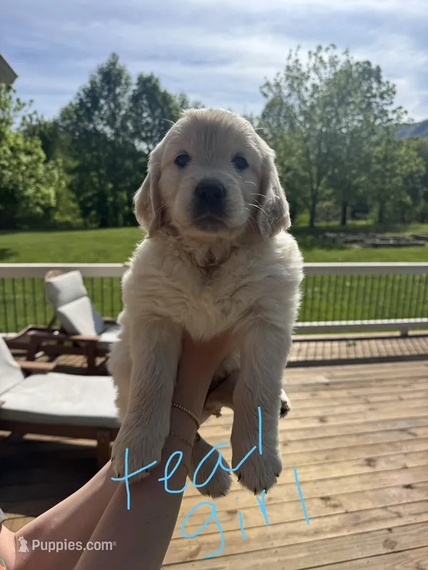 Teal Female – Golden Retriever, English Cream Golden Retriever puppy for sale in Sevierville, TN