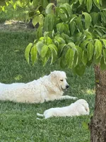 Pink Female, a female Golden Retriever and English Cream Golden Retriever for sale in Sevierville, TN – 2 of 3
