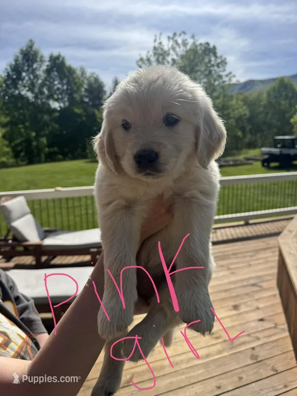 Pink Female – Golden Retriever, English Cream Golden Retriever puppy for sale in Sevierville, TN