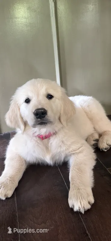 Pink Female – Golden Retriever, English Cream Golden Retriever puppy for sale in Sevierville, TN