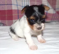 Lody Dotty, a female Yorkshire Terrier for sale in Aurora, MO – 3 of 7