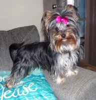 Lody Dotty, a female Yorkshire Terrier for sale in Aurora, MO – 6 of 7