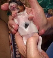Lody Dotty, a female Yorkshire Terrier for sale in Aurora, MO – 5 of 7