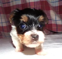 Butch, a male Yorkshire Terrier for sale in Aurora, MO – 3 of 6