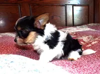 Zeb, a male Yorkshire Terrier for sale in Aurora, MO – Photo 3 of 6